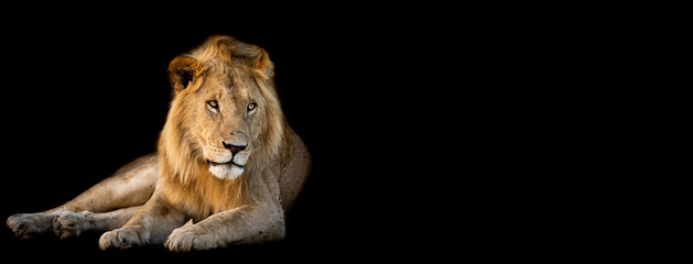 Lion lying with a black background