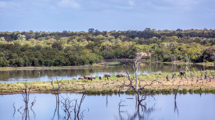 African bush elephant in Kruger National park, South Africa