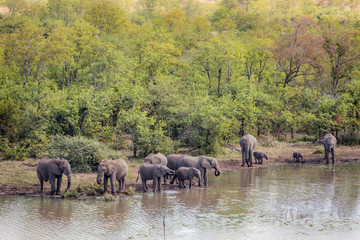 Fototapeta premium African bush elephant in Kruger National park, South Africa