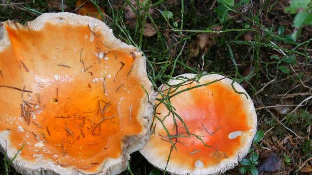 October harvest of mushrooms. Giant mushroom in grass in autumn rany day close up view.