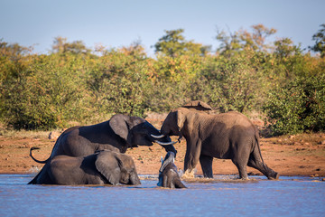 Naklejka premium African bush elephant in Kruger National park, South Africa