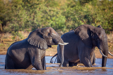 Fototapeta premium African bush elephant in Kruger National park, South Africa