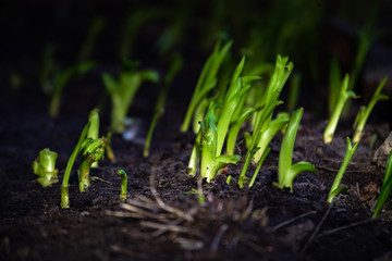 Green sprouts in ground spring