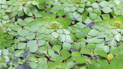 flower water chestnuts (trapa bispinosa roxb.), Tropical water plants Ornamental plants in pots for garden and home decoration,