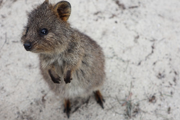Naklejka premium quokka