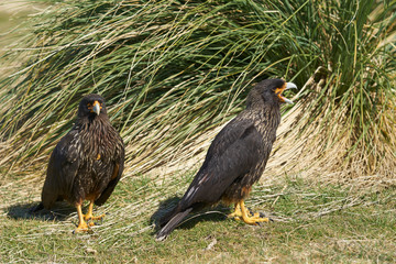 Striated Caracara (Phalcoboenus australis) in the tussock grass on the coast of Sea Lion Island in...