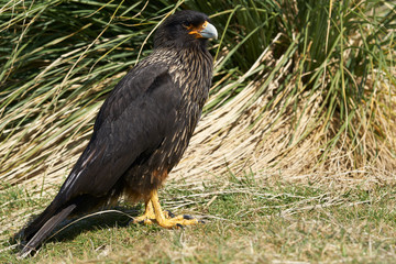 Striated Caracara (Phalcoboenus australis) in the tussock grass on the coast of Sea Lion Island in...