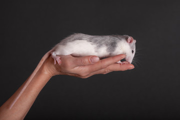 domestic rat in the palm