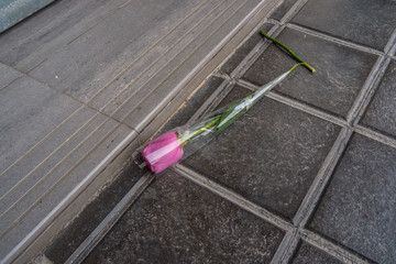  forgotten rose in the street