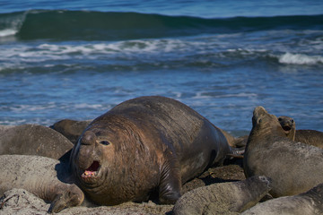 Dominant male Southern Elephant Seal (Mirounga leonina) races through his harem to see off an interloper during the breeding season. Sea Lion Island in the Falkland Islands.