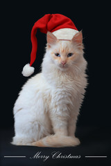 Long-haired white kitten on a black background for Christmas greetings