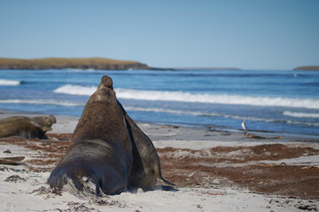Obraz premium Dominant male Southern Elephant Seal (Mirounga leonina) fights with a rival for control of a large harem of females during the breeding season on Sea Lion Island in the Falkland Islands. 