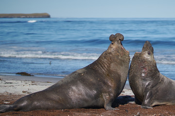 Dominant male Southern Elephant Seal (Mirounga leonina) fights with a rival for control of a large...