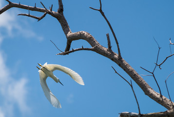 Flight of white egret  in the blue sky