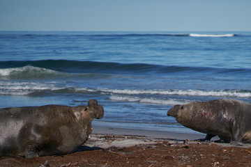 Fototapeta premium Dominant male Southern Elephant Seal (Mirounga leonina) fights with a rival for control of a large harem of females during the breeding season on Sea Lion Island in the Falkland Islands. 