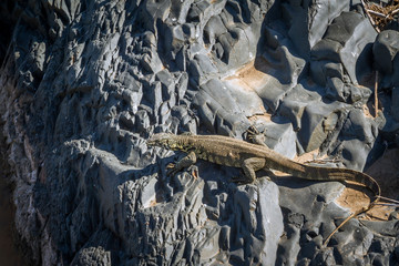 Rock monitor standing on a rock in Kruger National park, South Africa ; Specie Varanus albigularis...