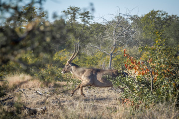 Common Waterbuck male running in savannah in Kruger National park, South Africa ; Specie Kobus ellipsiprymnus family of Bovidae