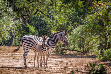 Plains zebra in Kruger National park, South Africa