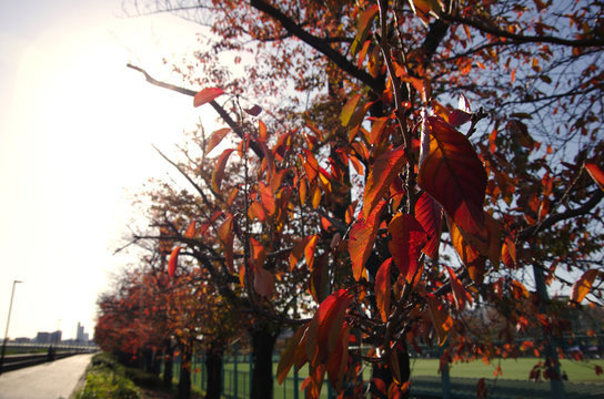 紅葉と道 Stock Photo Adobe Stock