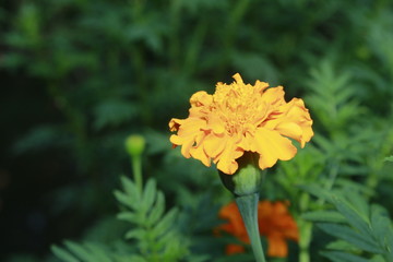 Marigold flower