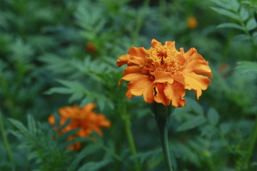 Marigold flower