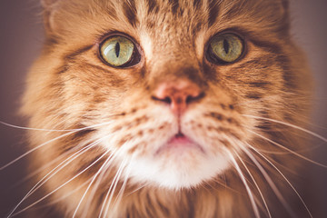 Portrait einer Maincoon Katze