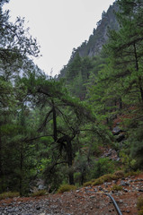 Mountainous area with beautiful views of nature and vegetation, trees and stones