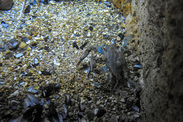 Crab at the bottom of the aquarium
