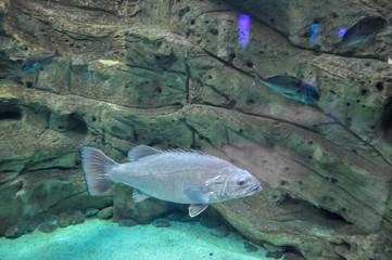 Outlandish fish are swimming in the aquarium