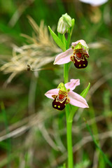 ORCHIDÊES ABEILLE