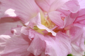 Macro of a pink Confederate rose flower.