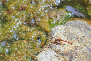 Macro of Red-veined Dropwing Dragonfly, Trithemis arterial, on rock at Ormiston Gorge Water Hole, a refuge for Australian wildlife in West MacDonnell Ranges, Northern Territory, Red Centre, Australia.