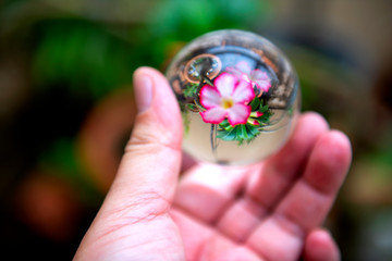 The beautiful pink Azalea flowers with vivid colors after the rain, looking through a crystal glass ball