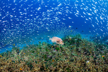 Naklejka na ściany i meble Thriving, healthy tropical coral reef in Thailand's Similan Islands