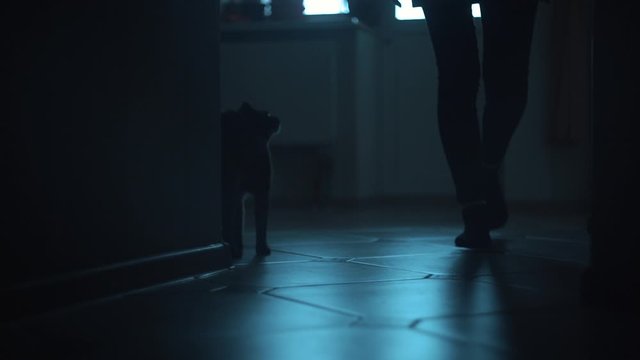 Bottom view of the silhouette of female legs passing in the corridor. The cat rubs against the corner of the wall. Girl touches a cat