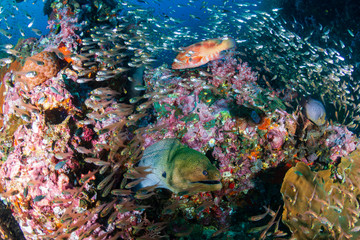 Fototapeta na wymiar Giant Moray Eel surrounded by tropical fish on a colorful coral reef in the Andaman Sea