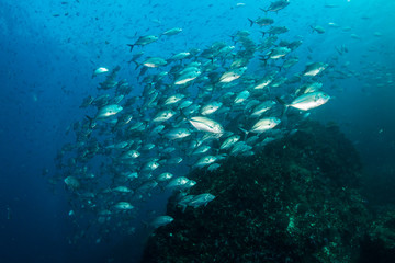 Fototapeta na wymiar Large school of Jacks on a dark tropical coral reef (Richelieu Rock, Thailand)