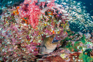 Giant Moray Eel surrounded by tropical fish on a colorful coral reef in the Andaman Sea