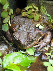 Toad in fishpond. Pad in visvijver.
