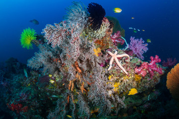 Fototapeta na wymiar Colorful,healthy tropical coral reef in Thailand