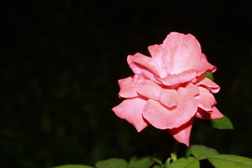 Orange rose against dark.