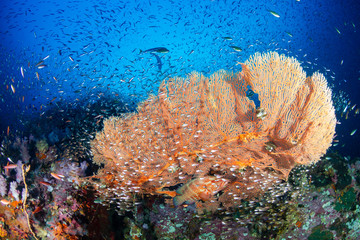 Colorful Coral Grouper on a tropical coral reef in the Andaman Sea