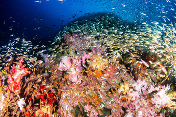 Fototapeta na wymiar A colorful, thriving tropical coral reef surrounded by tropical fish (Richelieu Rock, Surin Islands, Thailand)