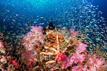 Fototapeta na wymiar A colorful, thriving tropical coral reef surrounded by tropical fish (Richelieu Rock, Surin Islands, Thailand)