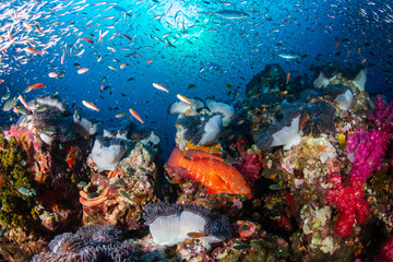 Fototapeta na wymiar Colorful Coral Grouper on a tropical coral reef in the Andaman Sea