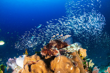 Lionfish on a colorful tropical coral reef in the Andaman Sea