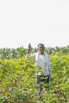 Indian Farmer In Cotton Farm