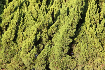 A dense and thick cypress tree