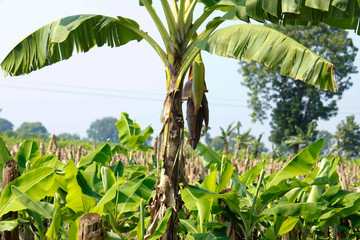 Green  banana field in India
