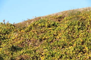 Fototapeta na wymiar Slope and blue sky covered with kuzu leaves